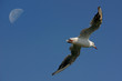 mouette mouette