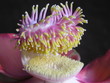 stamen color gradient of rare flower