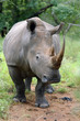 breitmaul-nashorn