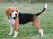 beagle 1