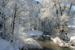 winter im auwald