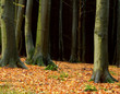 herbstwald