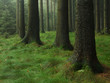 Foto: wald wald