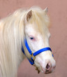 blue eyed pony
