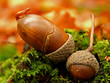 herbst im eichenwald herbst im eichenwald