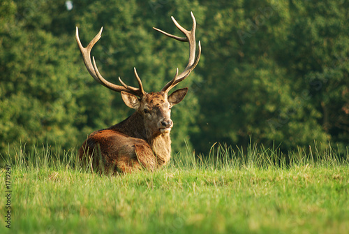 deer