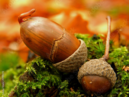 herbst im eichenwald