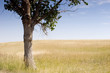 lonely tree
