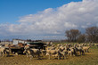 schafherde - sheep