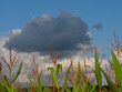 corn field avaiting a rain corn field avaiting a rain