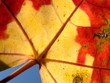 red and yellow maple leaf