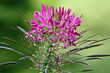 fleur2