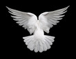 Photo: white dove in flight 2 white dove in flight 2