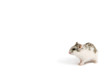 hamster