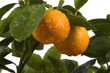 calamondin tree with fruit and leaves. orange frui