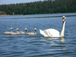 schwan