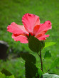 hollyhock