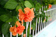 hollyhock