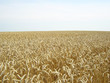 getreide horizont