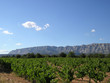 provence vin and hill