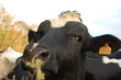 vache4 vache4