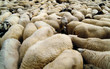 troupeau de moutons