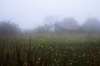 foggy countryside