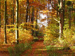 waldweg im herbst