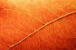 orange leaf closeup