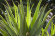 cactus - aloes