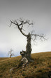 arbre arbre