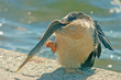 sea bird on hot pavement next to water sea bird on hot pavement next to water