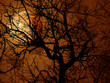 mandorlo con luna