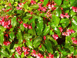 red begonias red begonias
