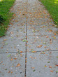sidewalk under the ginkgo tree sidewalk under the ginkgo tree