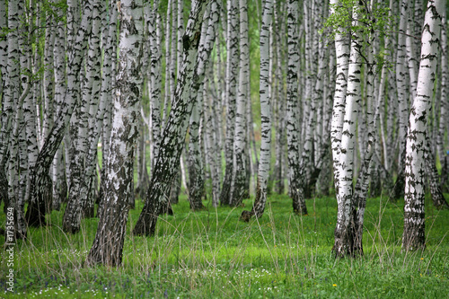 birch wood|1735694