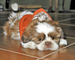 maverick on tile floor