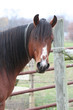 stallion