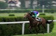 ippica