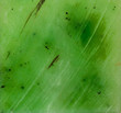 Photo: lustreless plate of nephrite lustreless plate of nephrite
