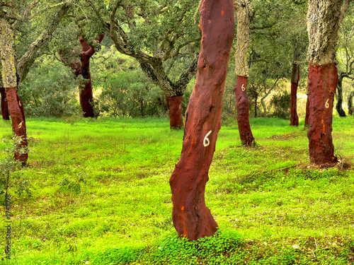 cork trees stripped