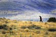 person walking