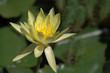 water lily 2