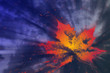 feuille feuille