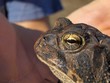 toad toad