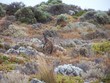 kangaroo