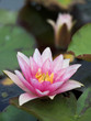 pink lily