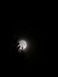 white moon
