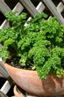 parsley