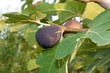 fruits 041